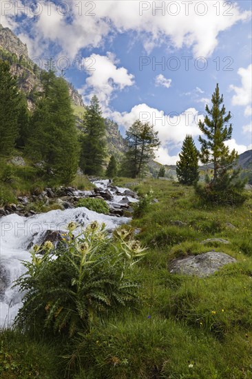 Ascent to the Duesseldorfer Huette past alpine thistle