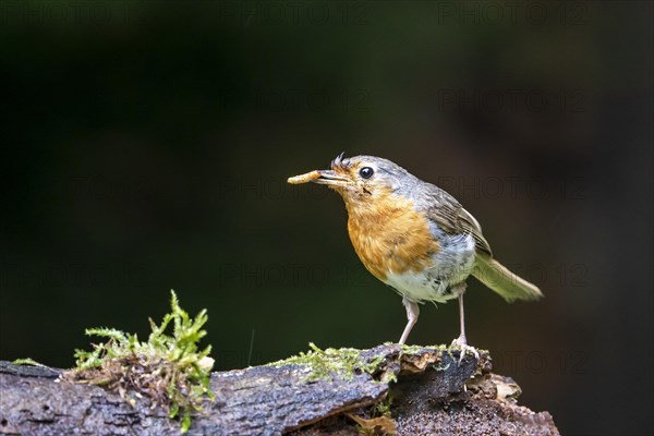 European robin