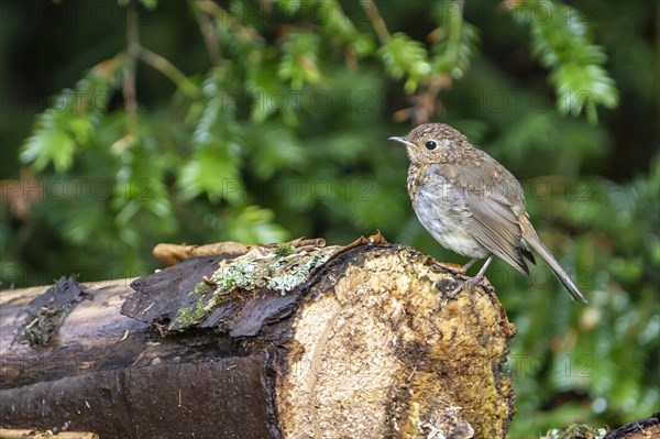 European robin