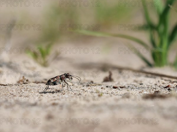 Northern dune tiger beetle