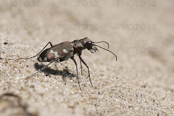 Northern dune tiger beetle