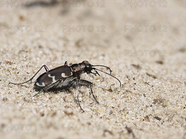 Northern dune tiger beetle