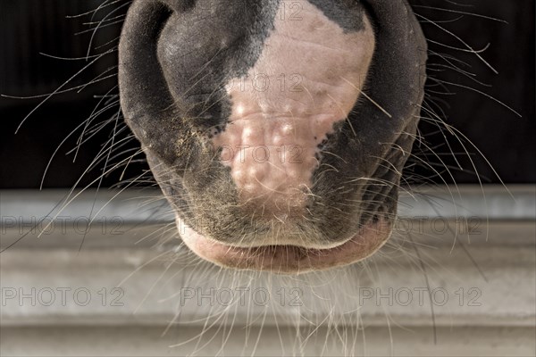 Muzzle of a horse