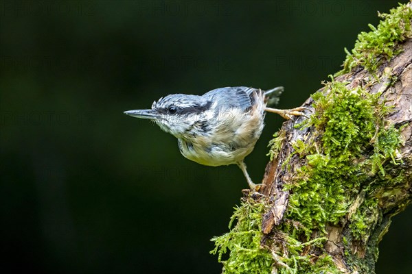 Eurasian nuthatch