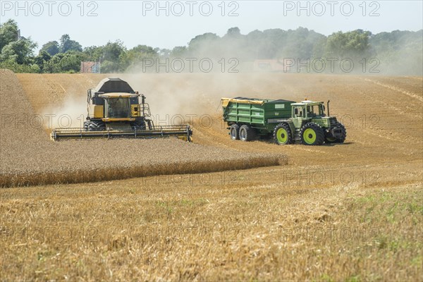 Threshing of grain with combine harvester at Ystad