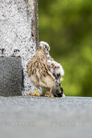 Common kestrel