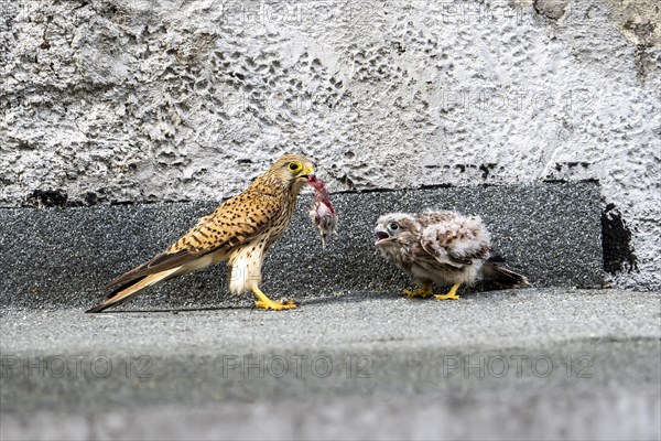 Common kestrel