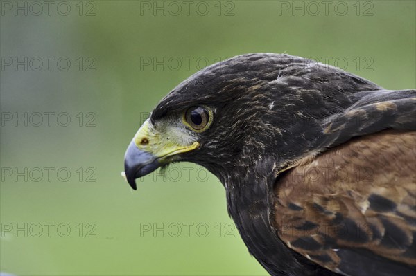 Harris Hawk