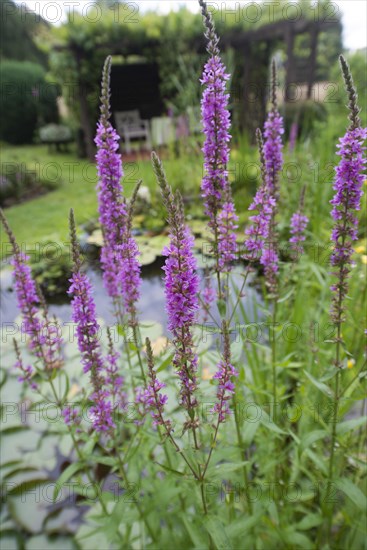 Purple loosestrife