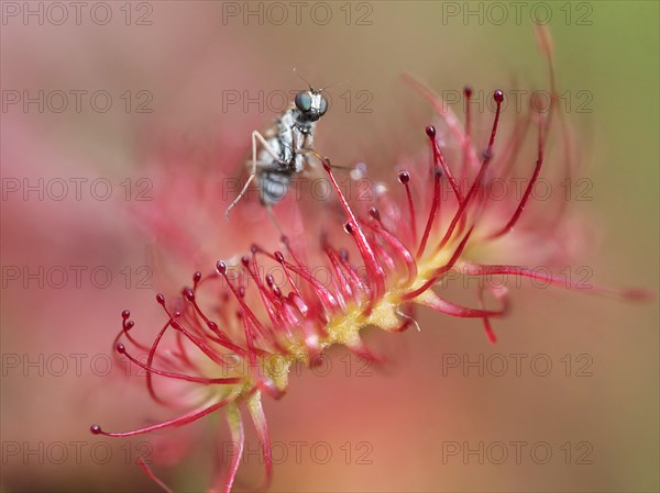 Common sundew