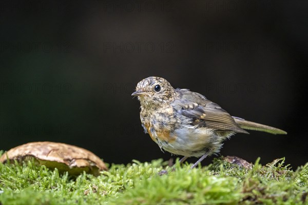 European robin