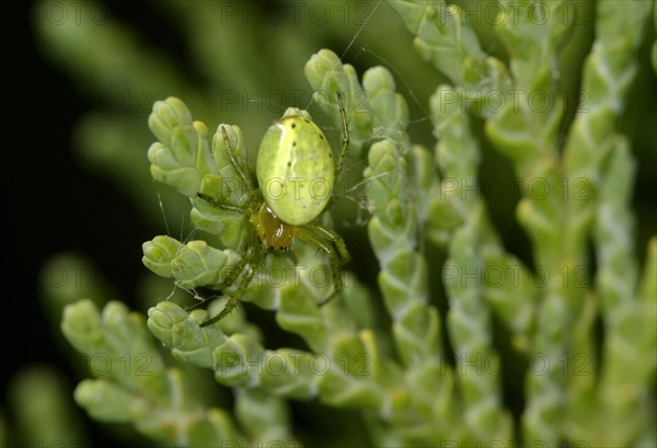 Cucumber green spider