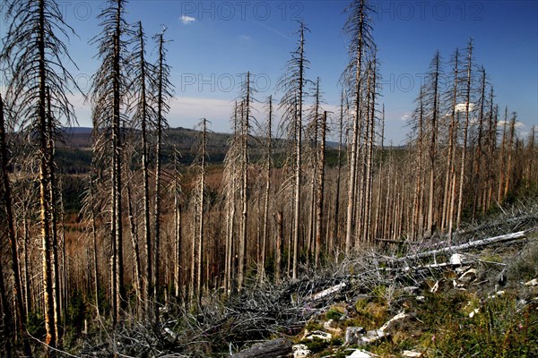 Dead trees