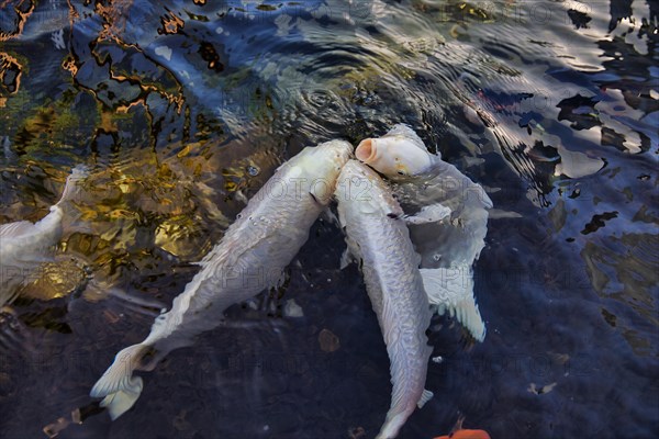 Koi carps swimming in pond