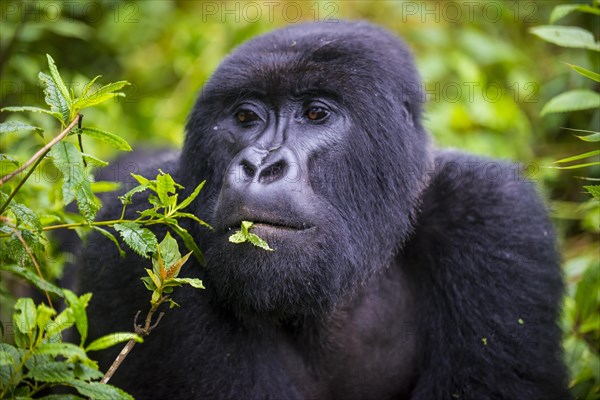 Mountain gorilla