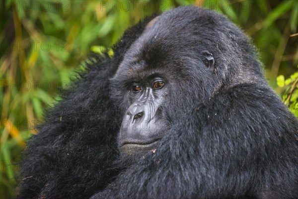 Mountain gorilla