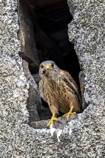 Common kestrel