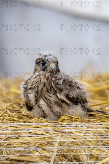 Common kestrel