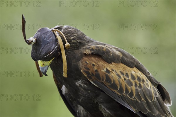 Harris Hawk