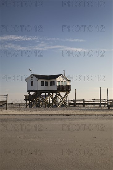 Pile dwelling in the mudflats at low tide