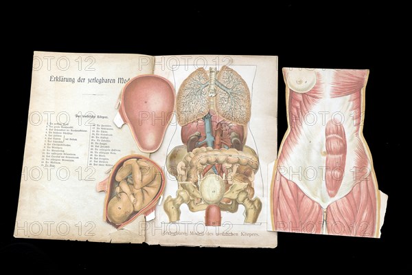 Dismountable model of a female body