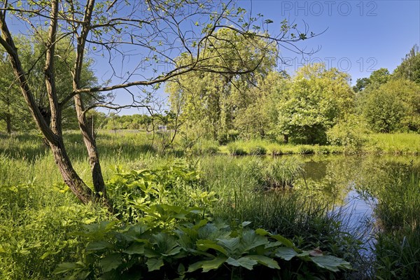 Floodplain landscape with the Erft in spring