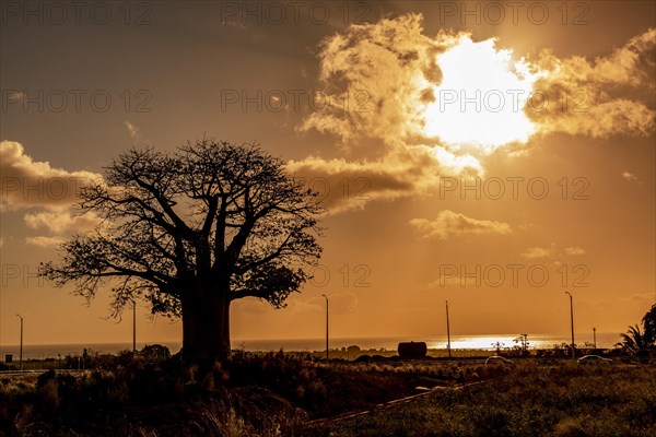 Silhouette of Baobab