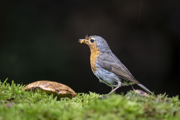 European robin