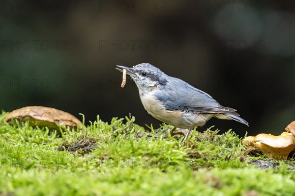 Eurasian nuthatch