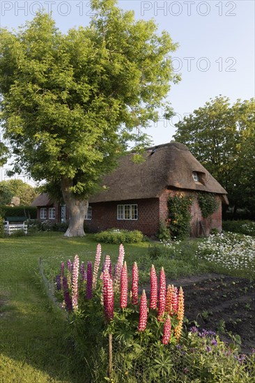 Farm garden with lupines