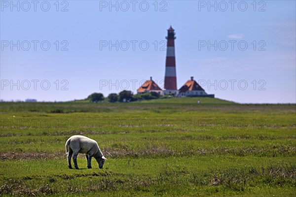 Westerhever lighthouse with a Domestic sheep