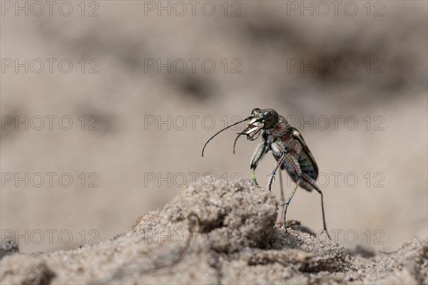 Northern dune tiger beetle