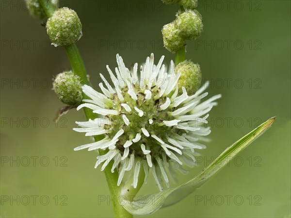 Simplestem bur-reed