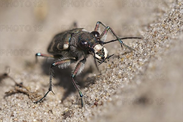 Northern dune tiger beetle