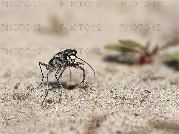 Northern dune tiger beetle