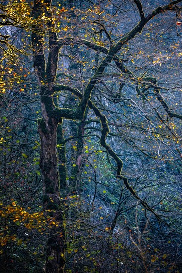 Deep autumn in Guam gorge