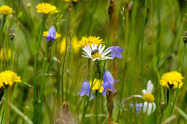 Flowering marguerite