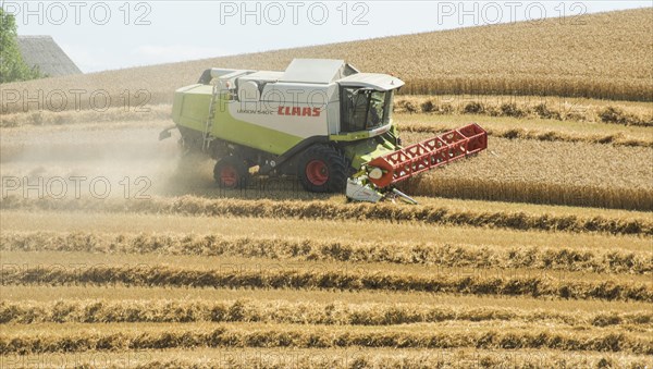 Threshing of grain with combine harvester at Ystad