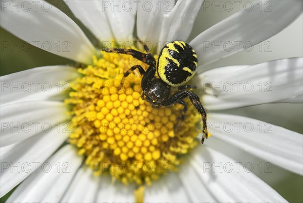 Napoleon spider