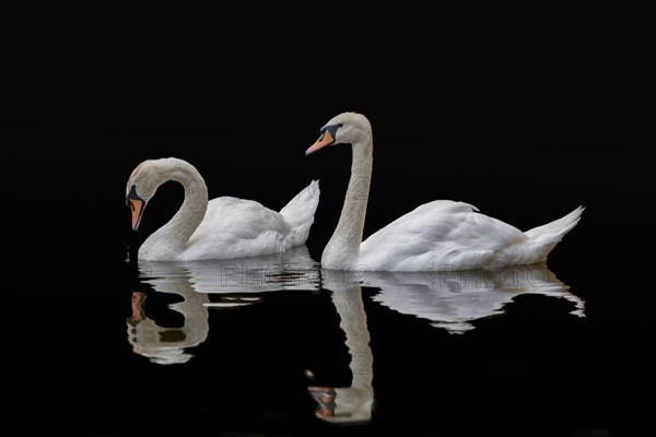 Swans