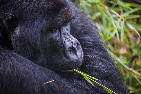 Mountain gorilla