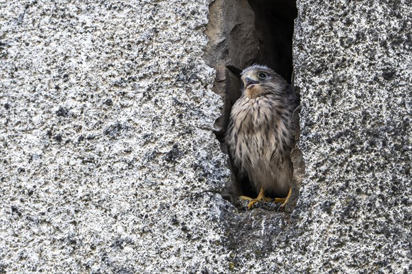 Common kestrel