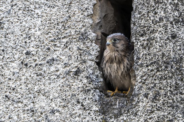 Common Common Kestrel