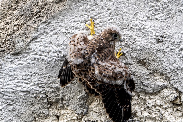 Common Common Kestrel