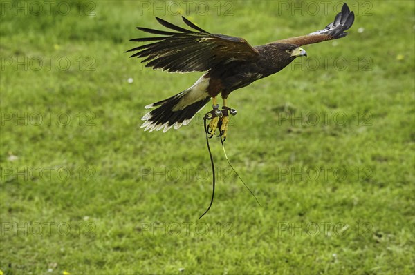 Harris Hawk