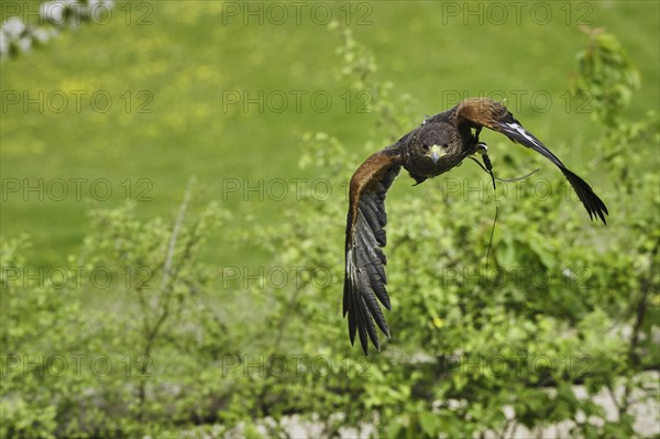 Harris Hawk