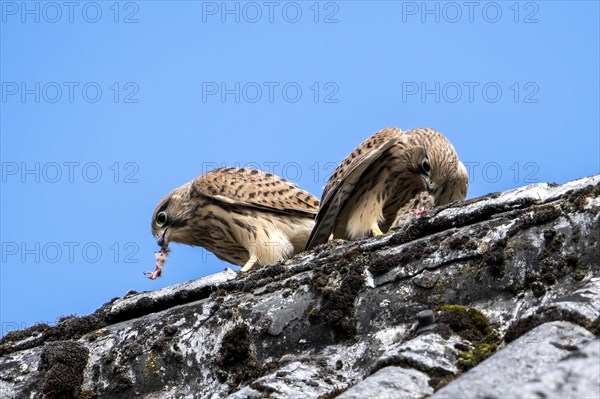 Common kestrel