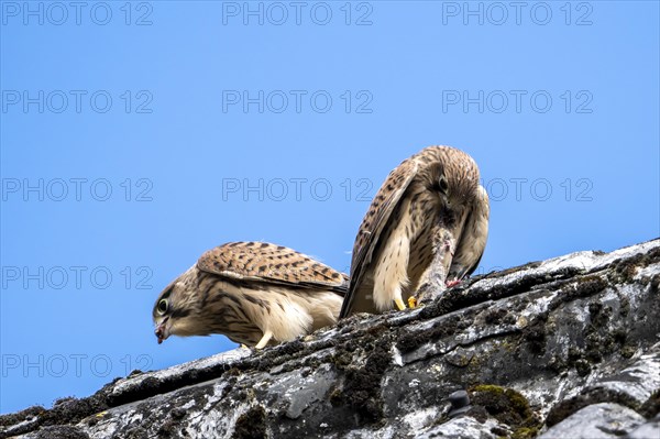 Common kestrel