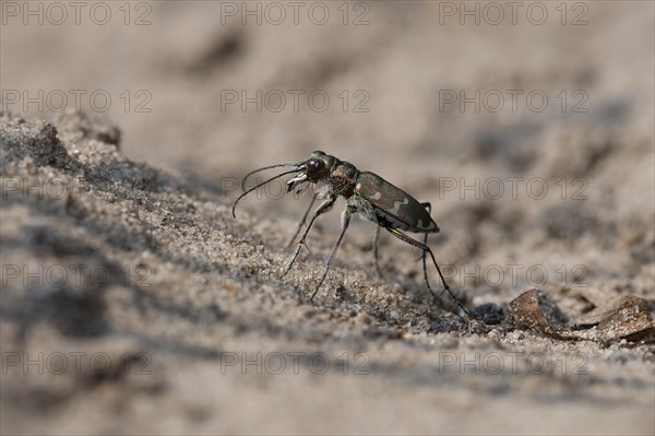 Northern dune tiger beetle