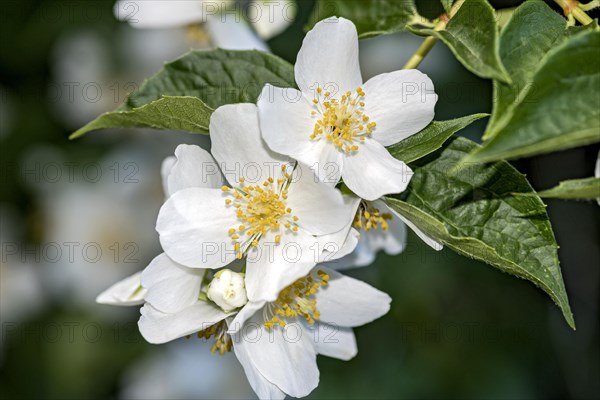 Sweet Mock-orange